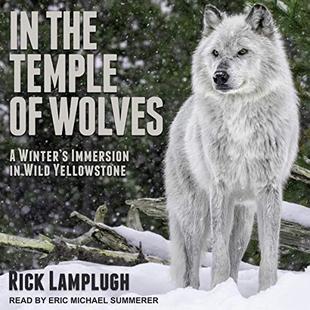 In the Temple of Wolves: A Winter's Immersion in Wild Yellowstone audiobook cover
