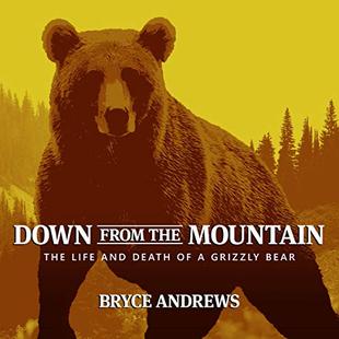 Down from the Mountain: The Life and Death of a Grizzly Bear audiobook cover